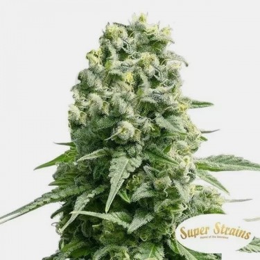 Amnesia - Super Strains