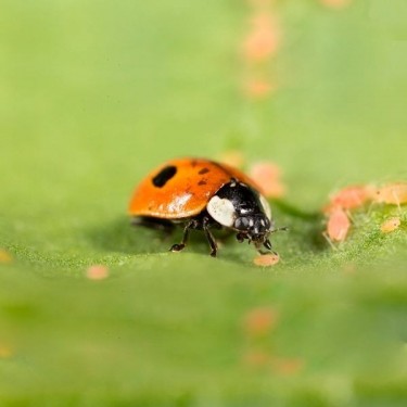 Adalia Bipunctata Contro...