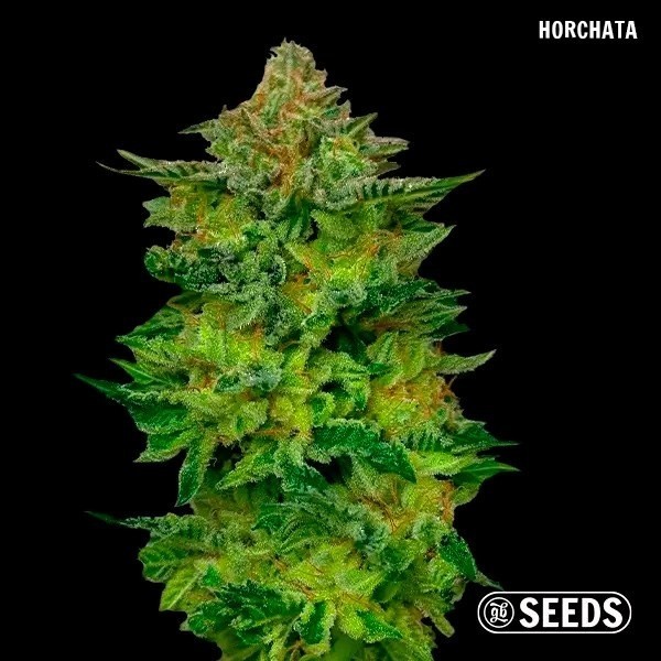 GB Seeds Box horchata