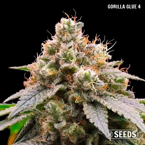 GB Seeds Box gorilla glue 4