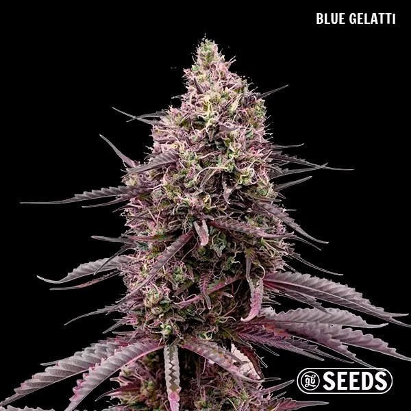 GB Seeds Box Blue Gelatti