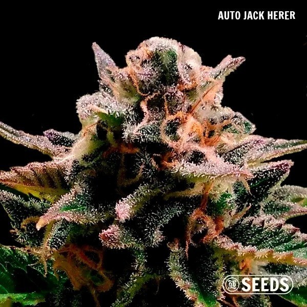 GB Seeds Box Auto jack herer