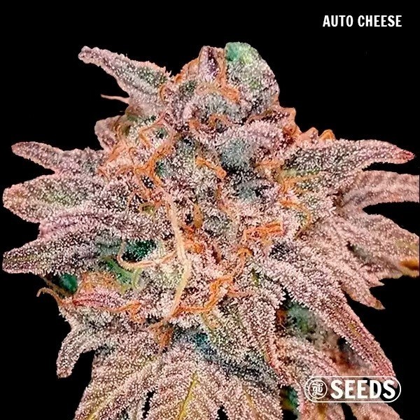 GB Seeds Box Auto cheese