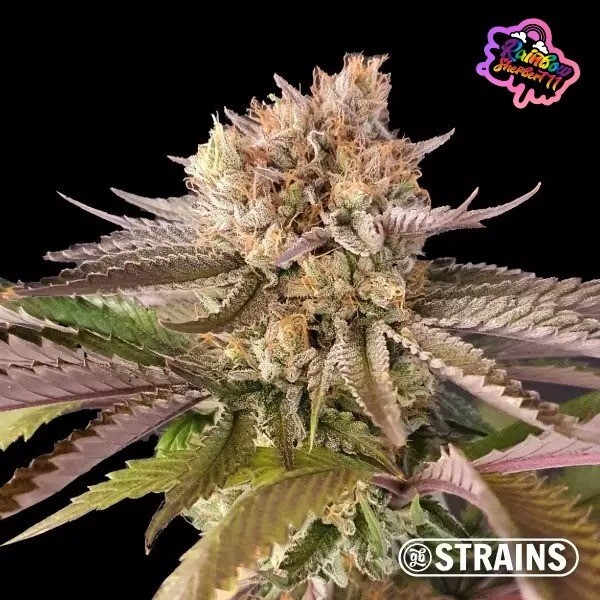 Strain Box 1 rainbow sherbert