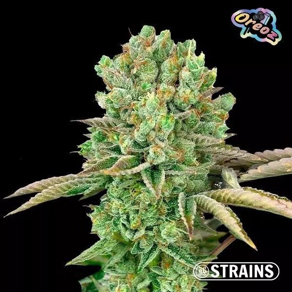 Strain Box 2 oreoz