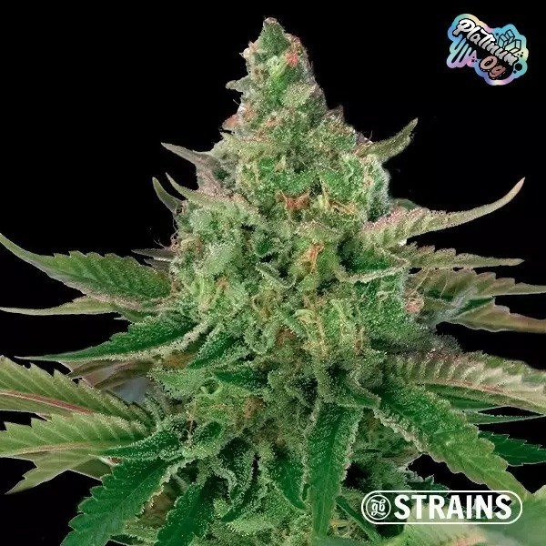 Strain Box 2 platinum og