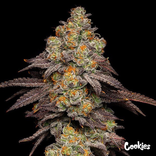 Big Z - Cookies